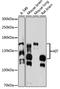 c-Kit antibody, 13-151, ProSci, Western Blot image 