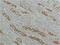 NFKB Inhibitor Beta antibody, GTX34099, GeneTex, Immunohistochemistry paraffin image 