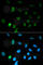  antibody, A1239, ABclonal Technology, Immunofluorescence image 