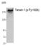 Tensin-1 antibody, PA5-40300, Invitrogen Antibodies, Western Blot image 