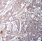 NFKB Inhibitor Beta antibody, LS-C335915, Lifespan Biosciences, Immunohistochemistry paraffin image 