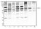 Eukaryotic Translation Initiation Factor 2A antibody, NBP2-26296, Novus Biologicals, Western Blot image 