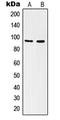 Integrin Subunit Alpha V antibody, LS-C352390, Lifespan Biosciences, Western Blot image 