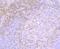 CD3g Molecule antibody, A04853-1, Boster Biological Technology, Immunohistochemistry paraffin image 