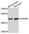 Skip antibody, LS-B14298, Lifespan Biosciences, Western Blot image 