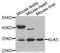 Kallikrein Related Peptidase 5 antibody, STJ24335, St John