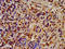 Heat Shock Protein 90 Alpha Family Class B Member 1 antibody, LS-C369175, Lifespan Biosciences, Immunohistochemistry paraffin image 