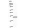 Coilin antibody, LS-C342802, Lifespan Biosciences, Western Blot image 