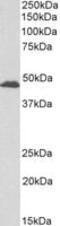 G Protein-Coupled Receptor 17 antibody, PA5-19210, Invitrogen Antibodies, Western Blot image 