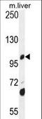 Dehydrogenase E1 And Transketolase Domain Containing 1 antibody, LS-C167405, Lifespan Biosciences, Western Blot image 