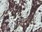 TPD52 Like 3 antibody, NBP2-46012, Novus Biologicals, Immunohistochemistry frozen image 