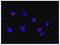 Ras Related GTP Binding C antibody, GTX00731, GeneTex, Immunofluorescence image 