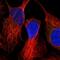 Oxidation Resistance 1 antibody, NBP1-86392, Novus Biologicals, Immunofluorescence image 