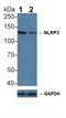 NLR Family Pyrin Domain Containing 3 antibody, LS-C374964, Lifespan Biosciences, Western Blot image 