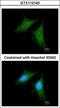 Coatomer Protein Complex Subunit Beta 1 antibody, GTX112140, GeneTex, Immunocytochemistry image 