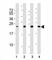 Superoxide Dismutase 2 antibody, F40411-0.4ML, NSJ Bioreagents, Western Blot image 