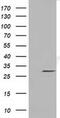 LRAT Domain Containing 2 antibody, MA5-25225, Invitrogen Antibodies, Western Blot image 