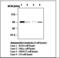 Signal Transducer And Activator Of Transcription 5A antibody, LS-C62229, Lifespan Biosciences, Western Blot image 