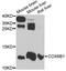 Cytochrome c oxidase subunit 6B1 antibody, LS-C747527, Lifespan Biosciences, Western Blot image 