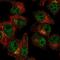 Src Like Adaptor 2 antibody, PA5-65819, Invitrogen Antibodies, Immunofluorescence image 