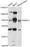 Nuclear Receptor Binding Protein 1 antibody, abx126276, Abbexa, Western Blot image 