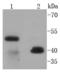 CD38 Molecule antibody, A00193, Boster Biological Technology, Western Blot image 