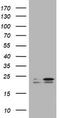 KRAS Proto-Oncogene, GTPase antibody, LS-C175611, Lifespan Biosciences, Western Blot image 