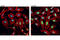 Histone Cluster 1 H2B Family Member B antibody, 9083S, Cell Signaling Technology, Immunofluorescence image 