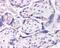 Dual Specificity Phosphatase 16 antibody, GTX15698, GeneTex, Immunohistochemistry paraffin image 