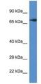 GUF1 Homolog, GTPase antibody, NBP1-79683, Novus Biologicals, Western Blot image 