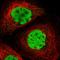 Fos Proto-Oncogene, AP-1 Transcription Factor Subunit antibody, HPA018531, Atlas Antibodies, Immunofluorescence image 