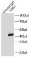 Nuclear Factor, Erythroid 2 antibody, FNab05692, FineTest, Immunoprecipitation image 