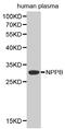 Natriuretic Peptide B antibody, MBS127943, MyBioSource, Western Blot image 