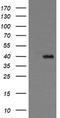 THUMP Domain Containing 1 antibody, TA505871BM, Origene, Western Blot image 