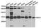 SLAM Family Member 7 antibody, MBS2527619, MyBioSource, Western Blot image 