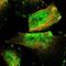 Zinc Finger Protein 516 antibody, NBP1-93685, Novus Biologicals, Immunofluorescence image 