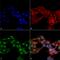 Ghrelin And Obestatin Prepropeptide antibody, LS-C773225, Lifespan Biosciences, Immunocytochemistry image 