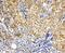 Vinculin antibody, PA1781, Boster Biological Technology, Immunohistochemistry frozen image 