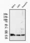 H3 Histone Family Member 3B antibody, NBP2-24697, Novus Biologicals, Western Blot image 