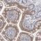 AFG1 Like ATPase antibody, HPA030155, Atlas Antibodies, Immunohistochemistry frozen image 