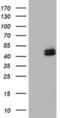 Ornithine Carbamoyltransferase antibody, MA5-26546, Invitrogen Antibodies, Western Blot image 