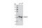 Keratin 7 antibody, 4898S, Cell Signaling Technology, Western Blot image 
