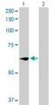 WEE1hu antibody, H00007465-D01P, Novus Biologicals, Western Blot image 