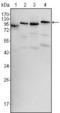 Raf-1 Proto-Oncogene, Serine/Threonine Kinase antibody, 252864, Abbiotec, Western Blot image 