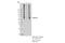 Solute Carrier Family 17 Member 6 antibody, 71555S, Cell Signaling Technology, Immunoprecipitation image 