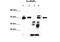 Heterogeneous Nuclear Ribonucleoprotein L antibody, ARP40368_P050, Aviva Systems Biology, Immunoprecipitation image 
