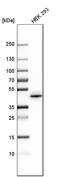 NK6 Homeobox 1 antibody, HPA036774, Atlas Antibodies, Western Blot image 