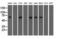 VICKZ family member 2 antibody, LS-C115283, Lifespan Biosciences, Western Blot image 