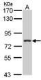 Regulatory Factor X3 antibody, NBP1-31658, Novus Biologicals, Western Blot image 