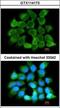 Cardiotrophin Like Cytokine Factor 1 antibody, GTX114173, GeneTex, Immunofluorescence image 